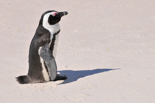 Penguin - Boulders Beach - South Africa