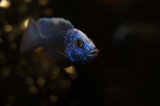 Bright blue Malawi cichlid in an aquarium, resembling Sciaenochromis or Placidochromis species from Lake Malawi, also known as Lake Nyasa.
