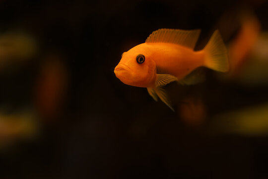 Bright orange cichlid floats in dark aquarium water, framed by soft blurred foreground and warm amber light, creating dramatic close up wildlife image with peaceful tropical mood