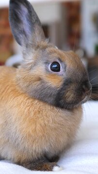 Small rabbit pauses on white fabric, showing tan fur, dark face, and tall ear in close detail. Shallow focus isolates animal from cozy interior background while it watches quietly with alert posture.