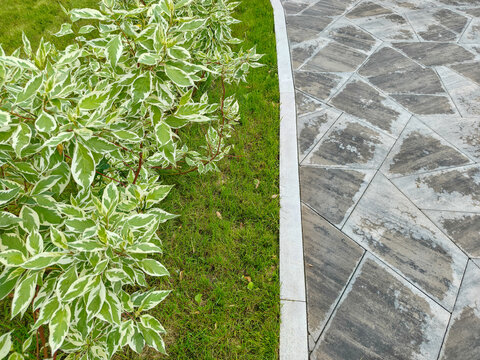 Natural stone walkway paving with flagstone next to green grass and a variegated dogwood shrub. Garden landscaping design and urban park exterior
