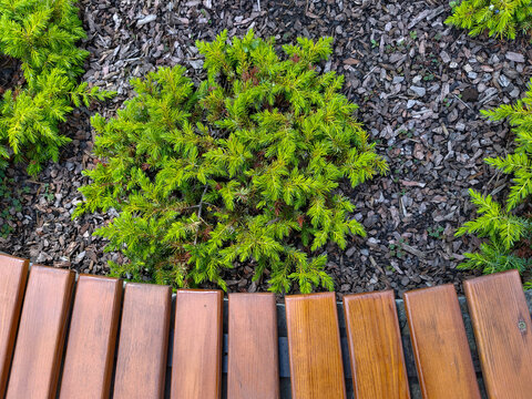 Evergreen shrub planted in garden bed with wood chip mulch next to modern park bench. Landscape design with ornamental conifer and wooden seating for urban public space recreation