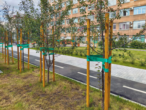 Young sapling trees supported by wooden stake and green ribbon in city park. Asphalt bicycle lane and paved pedestrian walkway in urban landscaping