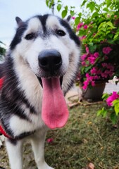 siberian husky dog © Chalanta
