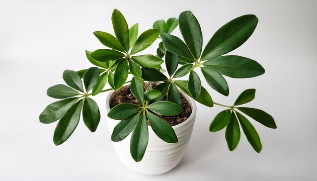 miniature schefflera arboricola in white pot isolated leaves pot