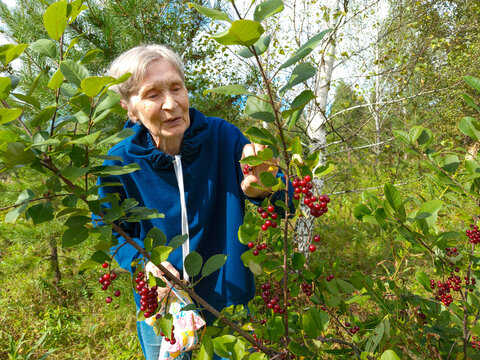 Elderly woman harvesting red chokecherry berries in forest. Active senior citizen enjoying outdoor recreation and foraging in nature, active aging outdoor recreation retirement lifestyle