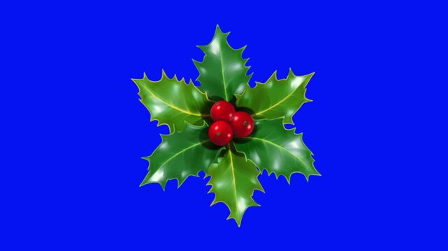 3D Animated Christmas Holly Leaves with Red Berries on Blue Screen