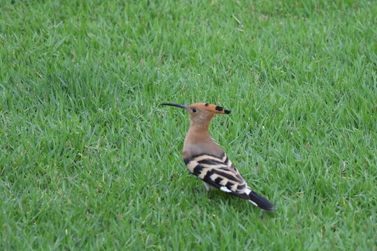 Eurasian Hoopoe or Common hoopoe (Upupa epops)