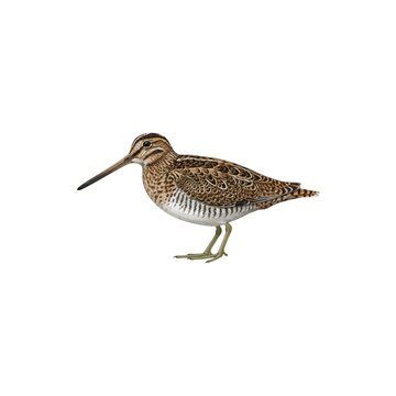 Common Snipe Illustration