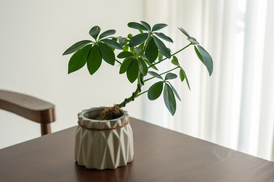 Potted Schefflera arboricola (Dwarf Umbrella Tree) in Geometric Ceramic Planter on Wooden Table Near Window