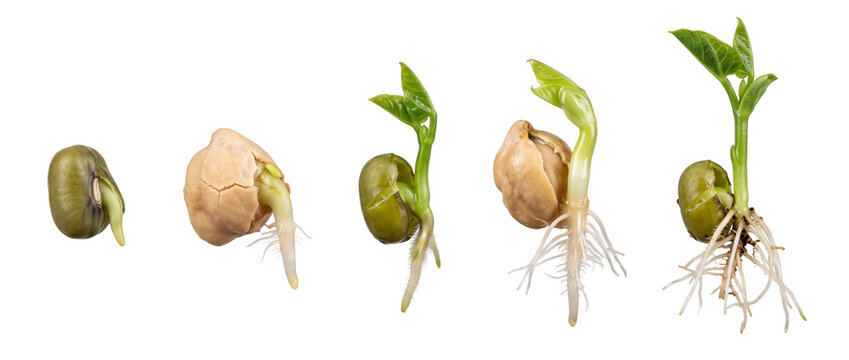 Seed germination growth sequence stages showing bean plant seedling development with roots on black background for agriculture biology education life cycle process progression concept science photo
