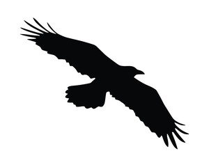 Obraz premium Silhouette of a flying raven isolated on white background