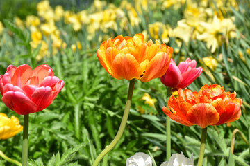 Obraz premium Tulips in the spring, Sainte-Apolline, Québec, Canada