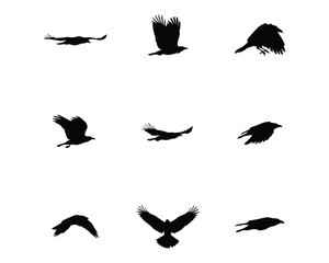 Obraz premium Set of black crow silhouettes in various flight poses