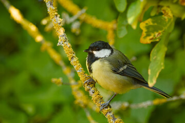 Great tit perched on a lichen-covered branch among green leaves © in_colors