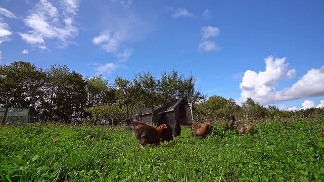 4K Timelapse of Free Range Chickens Foraging in Green Pasture by Coop