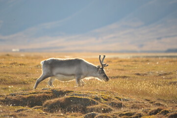 Reindeer at Artic Circle, Svalbard © Massimiliano.P