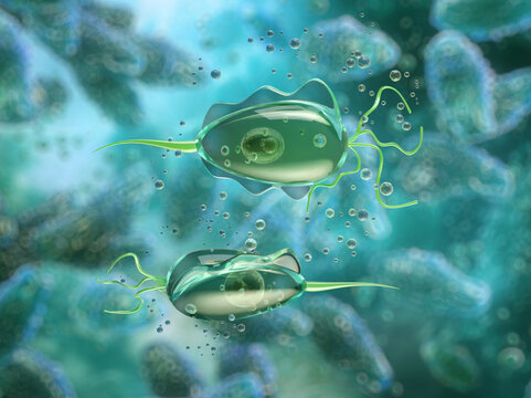 Trichomonas vaginalis protozoan causing trichomoniasis, a sexually transmitted infection of the urogenital tract. 3D scientific illustration showing motile flagellated trophozoites 