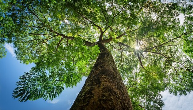 gazing up at the sky while nestled beneath a lush green moringa tree one can fully appreciate the beauty and serenity that the moringa tree offers in its vibrant and inviting shade