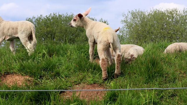 newborn lambs in green grass 
