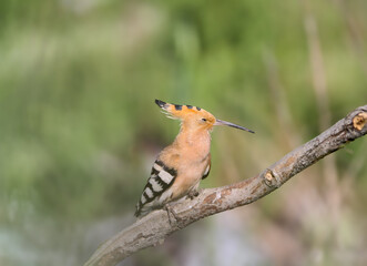 Eurasian Hoopoe (Upupa epops) perched on a thick diagonal branch with its crest lowered, long decurved bill pointing slightly right. © VOLODYMYR KUCHERENKO