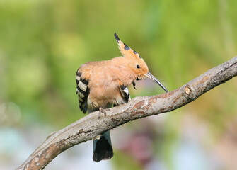 Eurasian Hoopoe perched on a thick curved branch, leaning forward with its crest partially raised and long bill angled down. © VOLODYMYR KUCHERENKO