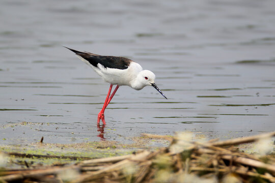 Black-winged Stilt (Himantopus himantopus) wading through shallow water with long red legs, leaning forward to feed with its thin black bill.
