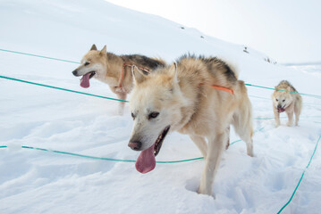 Greenland dogsledding © ArcticPassion