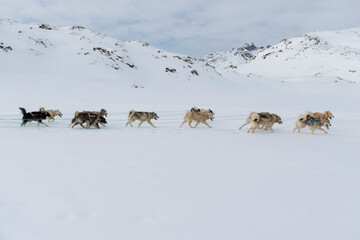 Greenland dogsledding © ArcticPassion