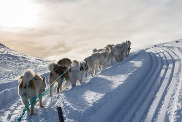 Greenland dogsledding © ArcticPassion