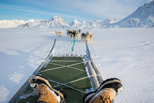 Greenland dogsledding