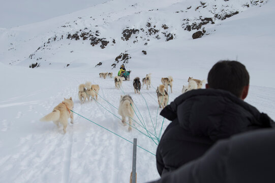 Greenland dogsledding