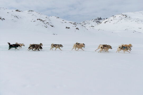 Greenland dogsledding