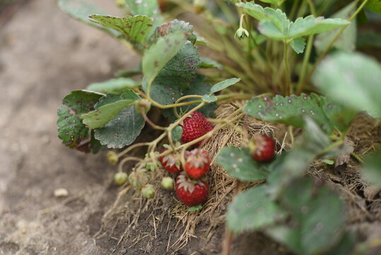 Ripe red strawberries growing on plant bush in organic garden patch