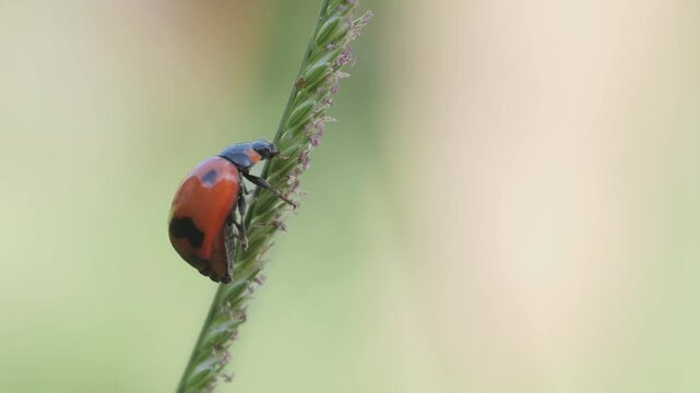 Close-up macro footage of a colorful ladybug (ladybird beetle) crawling on the tip of a grass blade in a natural garden setting.	