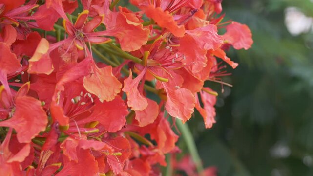Flamboyant tree blossoms drift softly in close view, showing dense orange red petals and fine stamens. Royal poinciana flower clusters stand out against blurred green leaves in warm daylight.