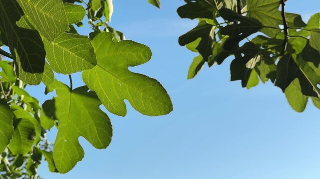Cinematic close-up of vibrant green fig tree leaves gently swaying in the light breeze. Beautifully backlit by natural bright sunlight, showcasing detailed leaf texture and veins in a peaceful Mediter