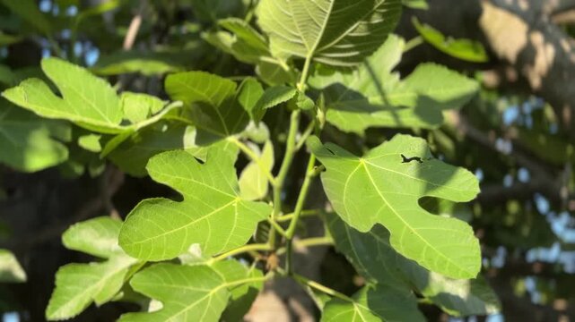 Cinematic close-up of vibrant green fig tree leaves gently swaying in the light breeze. Beautifully backlit by natural bright sunlight, showcasing detailed leaf texture and veins in a peaceful Mediter