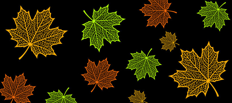 Colorful scattered neon maple leaves on black background