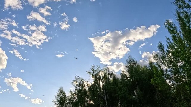Small birds fly across a bright blue sky filled with white cumulus clouds above a green forest treeline, moving steadily from left to right in clear daylight conditions.