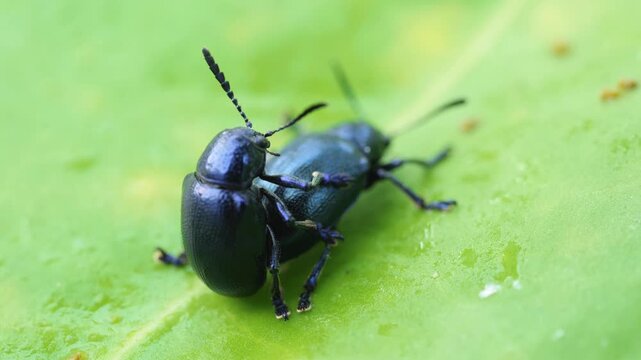 Extreme close-up macro footage of two shiny blue-black beetles mating on a green leaf in their natural habitat.
