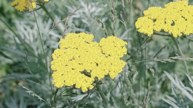 Yellow exotic scabious flower. Natural flower plant. Flora nature. Bright blooming flower in nature. Yarrow flower footage. Flowering nature closeup. Macro of flowering yarrow plant