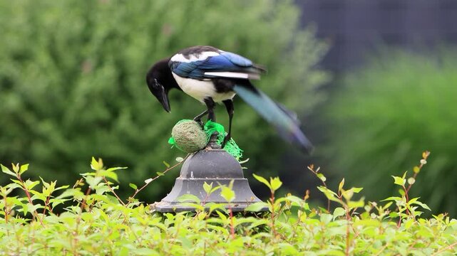 magpie pica pica pecks fat bird food
