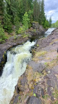 Cascading waterfalls flow over rocky formations, surrounded by dense green trees and plants in a natural forest landscape. Russia, Karelia, Kivach waterfall on the Suna River