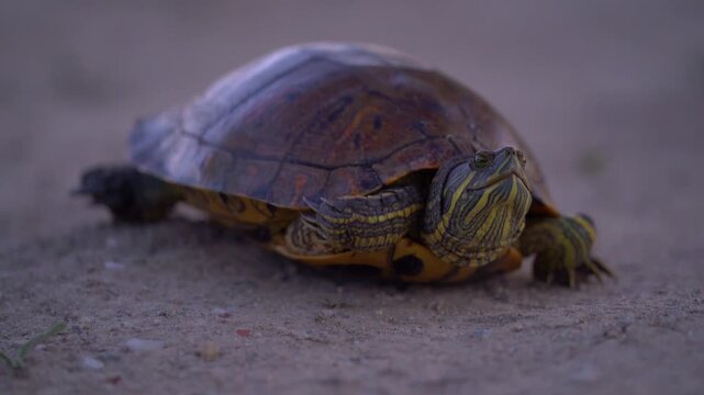 European pond turtle resting on dirt ground in Delta Argesului at dusk.
