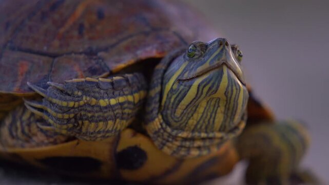 European pond turtle resting on dirt ground in Delta Argesului at dusk.