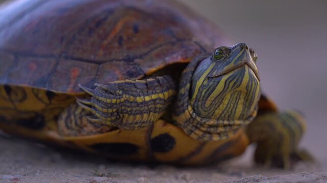 European pond turtle resting on dirt ground in Delta Argesului at dusk.