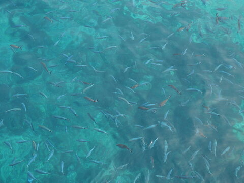 Banc de poissons nageant dans une eau turquoise et cristalline