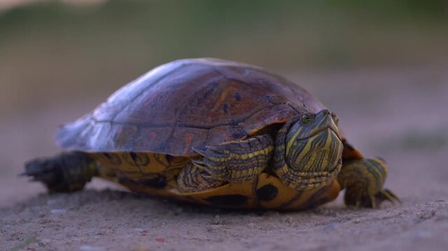 European pond turtle resting on dirt ground in Delta Argesului at dusk.