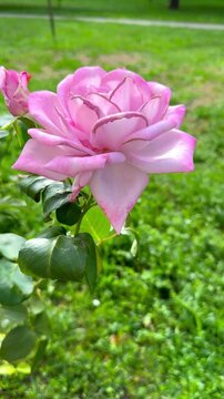 Antique Purple, Lilac and Pink Rose Blooming in Summer Garden